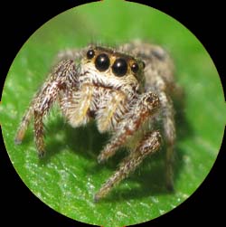Spider - Emmaus PA